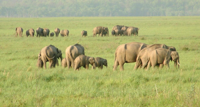 Jim Corbett National Park