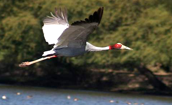 Benog Wildlife sanctuary