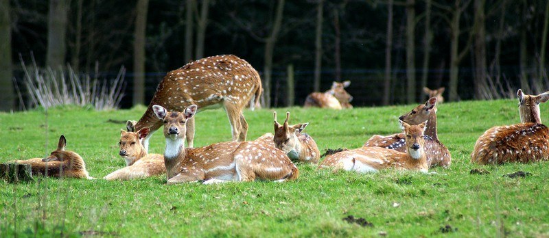 Deer Park Dehradun