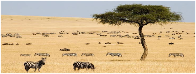 Masai Mara 