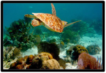 things to do in Gujarat