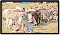 Festivals in Gujarat