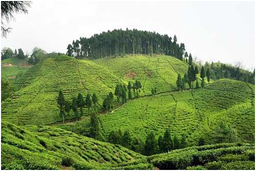 TOURIST PLACES TO VISIT IN WEST BENGAL