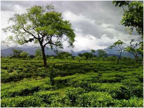 TOURIST PLACES TO VISIT IN WEST BENGAL