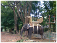 Things to do in kerala 