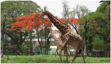 Places to Visit in Mysore