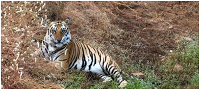 things to do in Madhya Pradesh