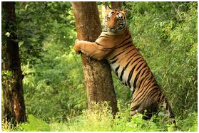 things to do in Madhya Pradesh