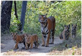 things to do in Madhya Pradesh