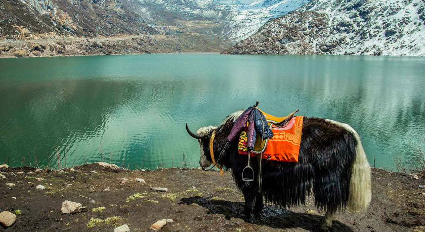 Best Things to do in Sikkim | Top 44 Things to do in Sikkim | Top Activities to do in Sikkim | Sikkim Tourism
