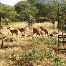Top Things to do in Rajasthan | 46 Best Things to do in Rajasthan | Rajasthan Tourism
