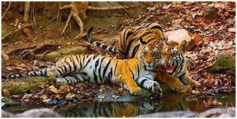 Best things to do in Arunachal Pradesh 