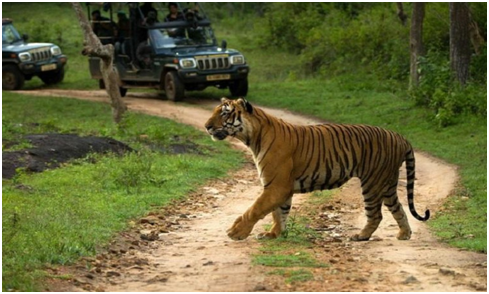 Best Things to do in Mysore 