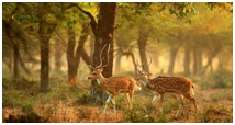 PLACES TO VISIT IN GOA