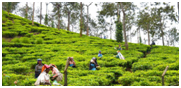 Things to do in  Tamil Nadu