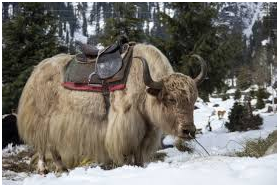 Best Things to do In Himachal Pradesh