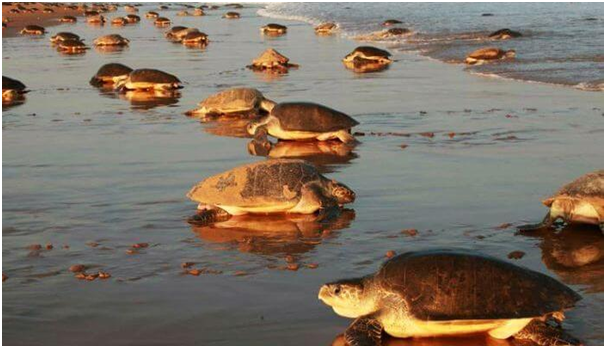 TOURIST PLACES TO VISIT IN ODISHA