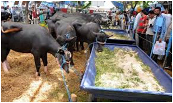 Best Events to see in Jharkhand 