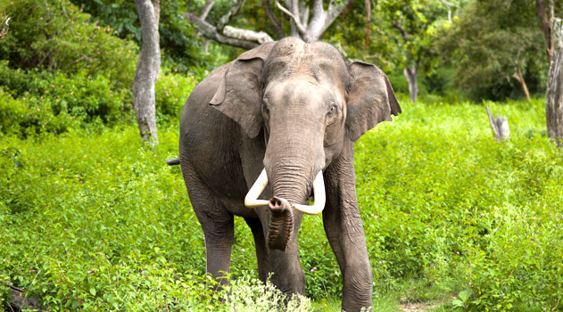 Best things to do in Nagaland