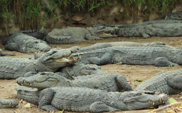 Things to do in  Tamil Nadu