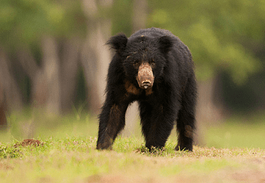 Best things to do in Nagaland
