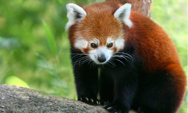 Places to visit in Meghalaya | best places to visit in Meghalaya