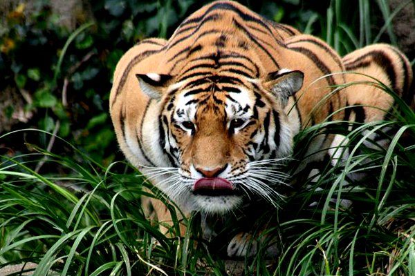 Bandhavgarh National Park