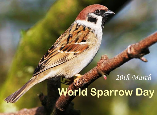 world-sparrow-day-2020