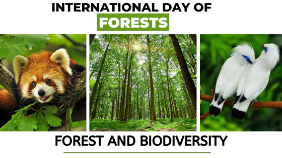forests and biodiversity