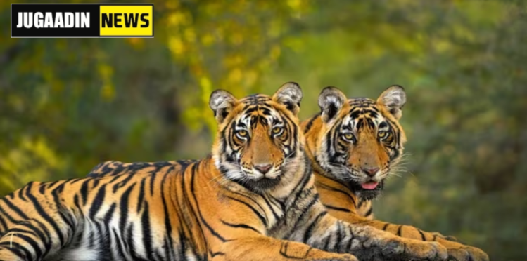 The-project-tiger-