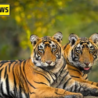 The-project-tiger-