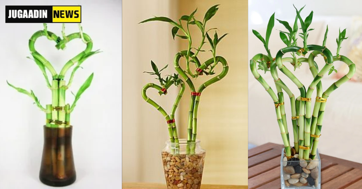 Customize Heart Shaped Bamboo for Valentine’s Day