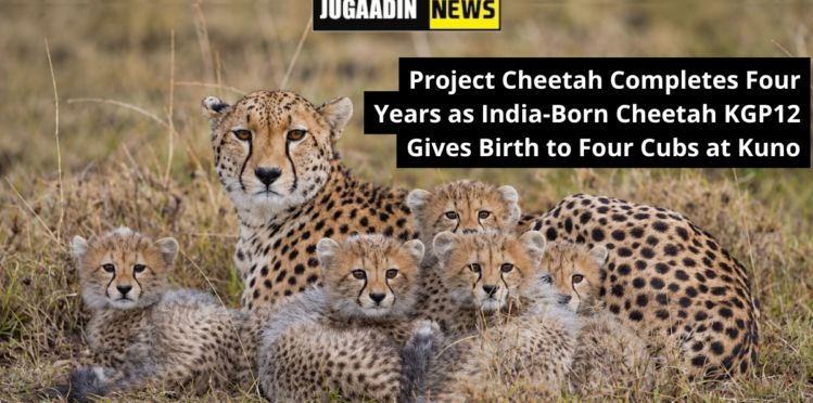 Cheetah mother KGP12 with four cubs at Kuno National Park, highlighting India’s growing cheetah population under Project Cheetah.
